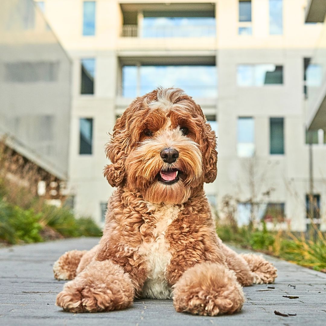 Would you consider getting a designer dog like a Labradoodle? 