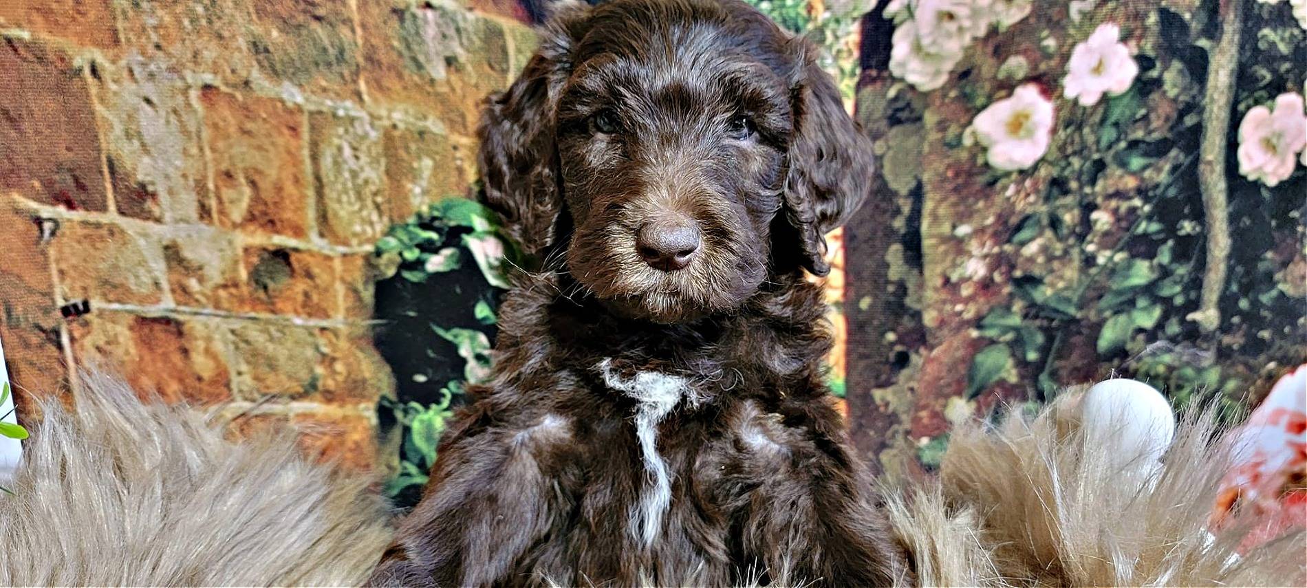 Chocolate Labradoodle with White Chest