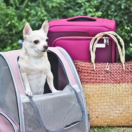 DOG CARRIERS TRAVEL PRODUCTS