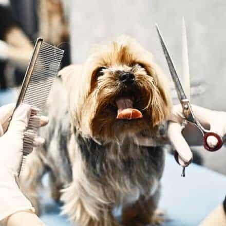 GROOMING PRODUCTS