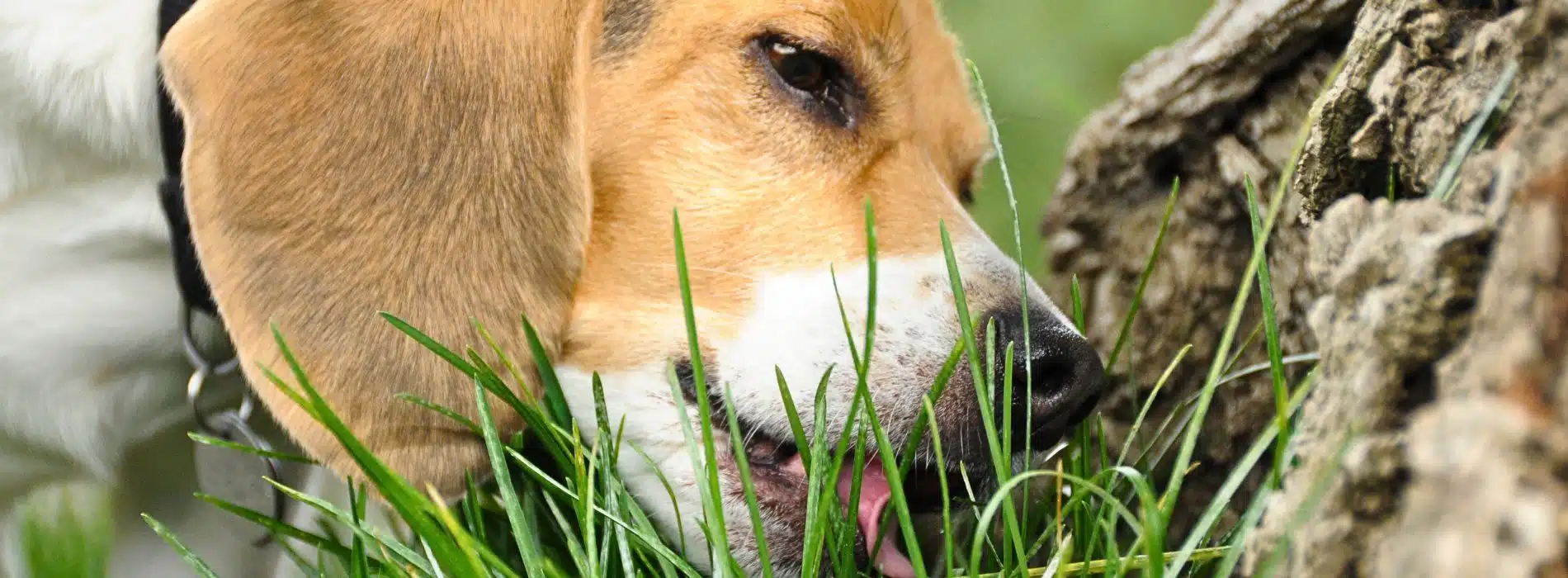 Why Does My Dog Eat Grass Reasons & Remedies