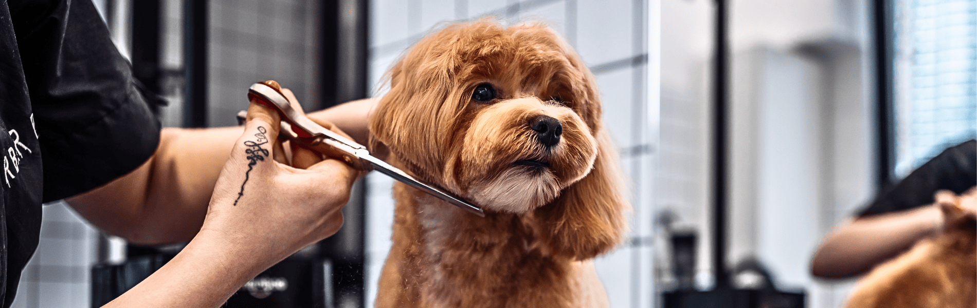 Labradoodle Grooming Tips