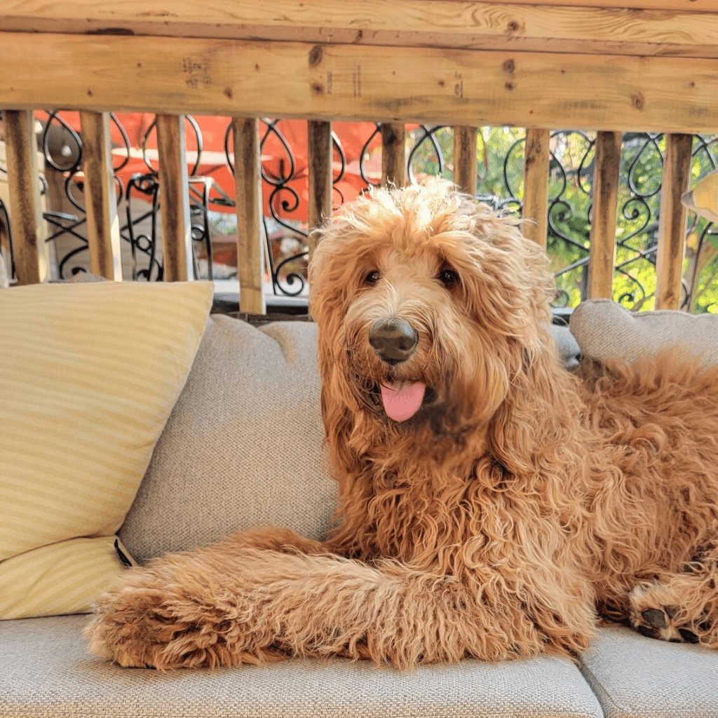 Our Beautiful Goldendoodle  BEAUTIFUL LUNA