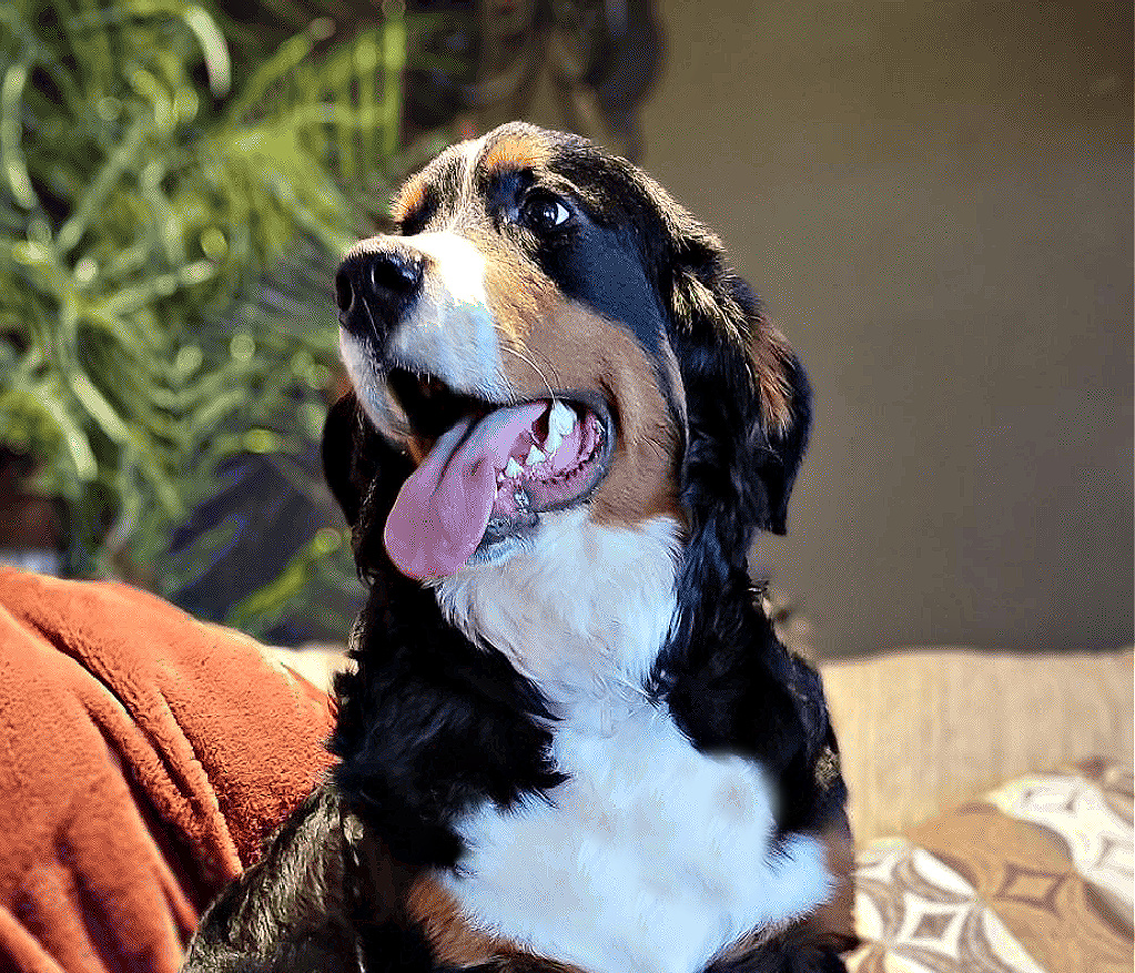 Margaret - Our Beautiful Bernese Mountain Dog  Margaret-Our- Beautiful-Bernese-Mountain-Dog