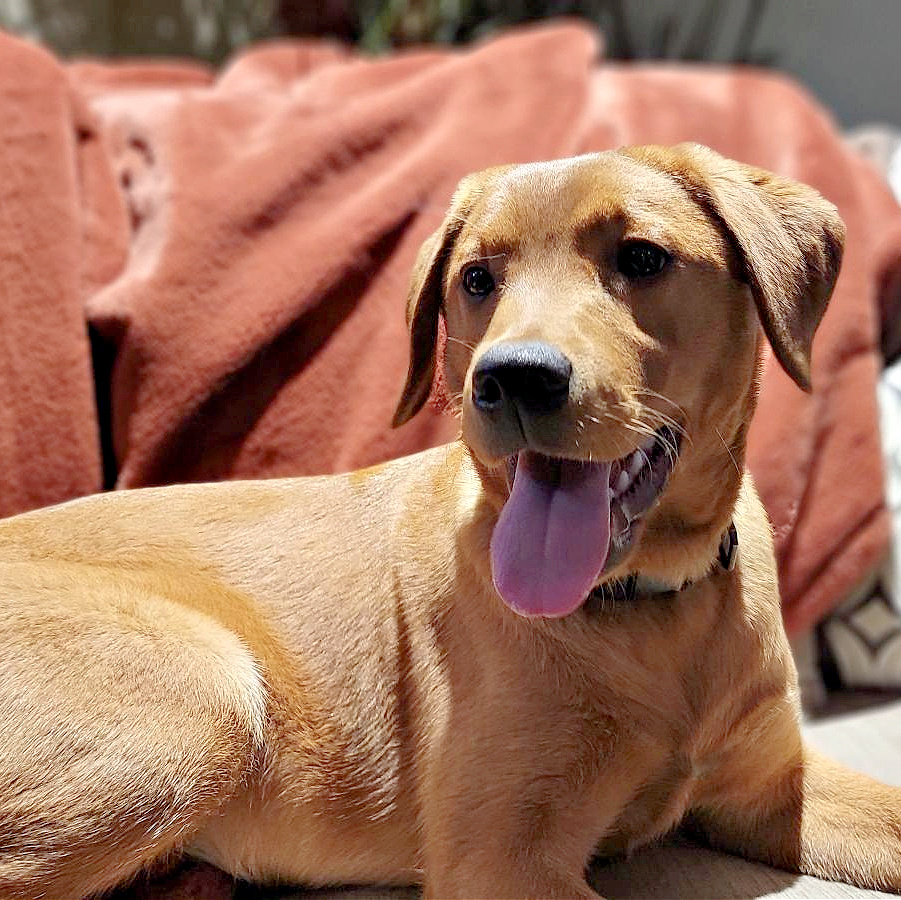 SCARLET - FOX RED LABRADOR  Our Beautiful Scarlett
