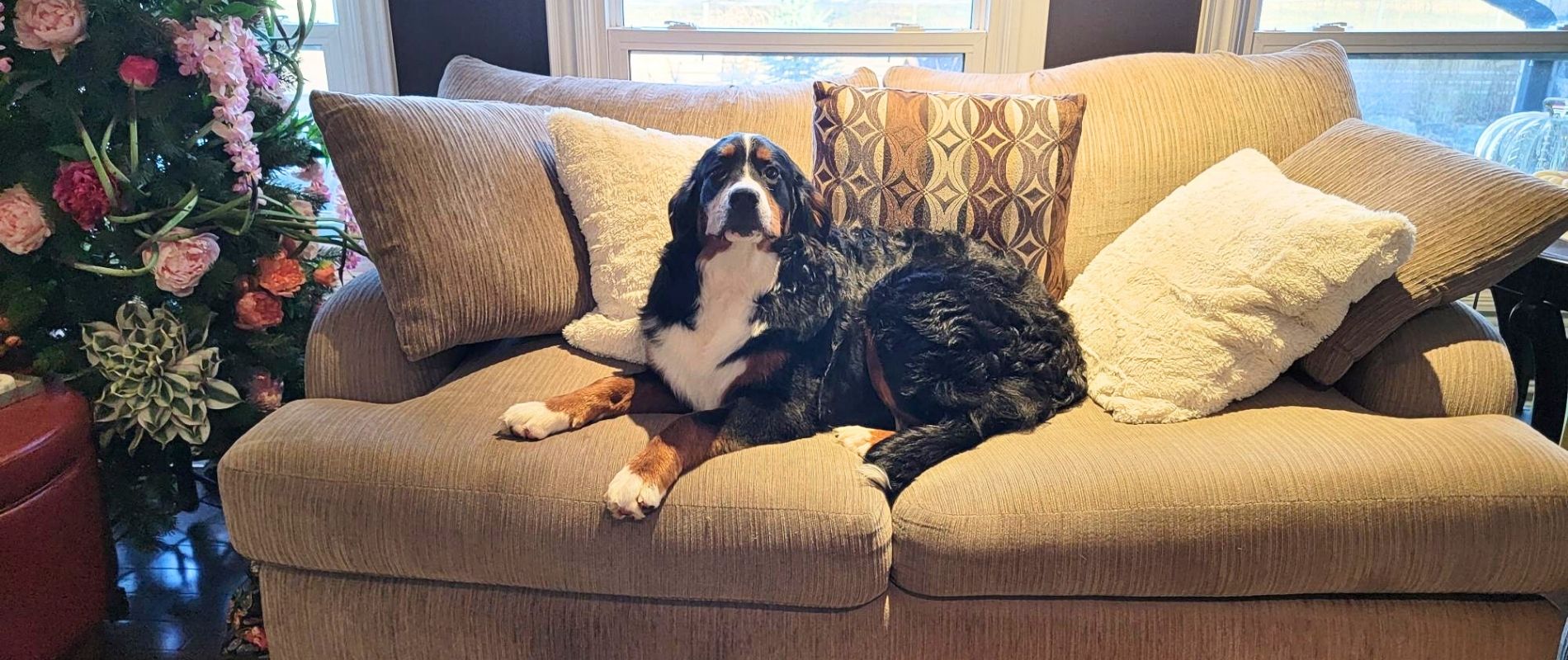   Margaret_Bernese_Mountain_Dog