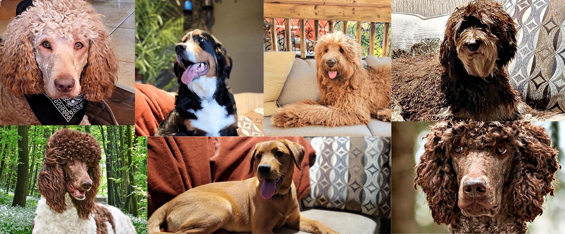   parents_cucciolini_labradoodles