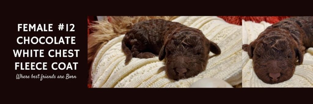   FEMALE 12 CHOCOLATE WHITE CHEST FLEECE COAT