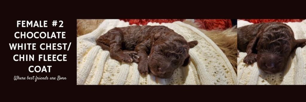   FEMALE 2 CHOCOLATE WHITE CHESTCHIN FLEECE COAT1