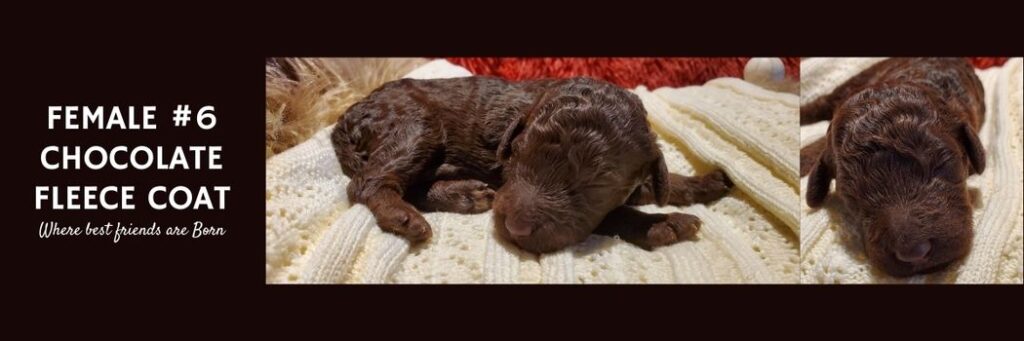   FEMALE 6 CHOCOLATE FLEECE COAT1