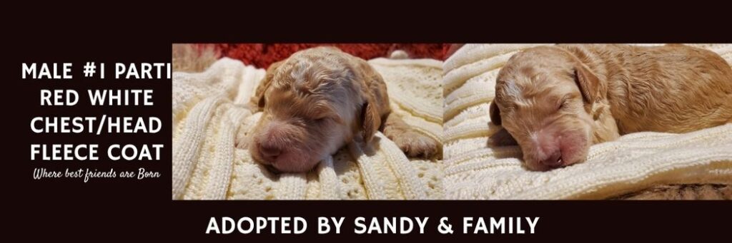   MALE 1 PARTI RED WHITE CHESTHEAD FLEECE COAT
