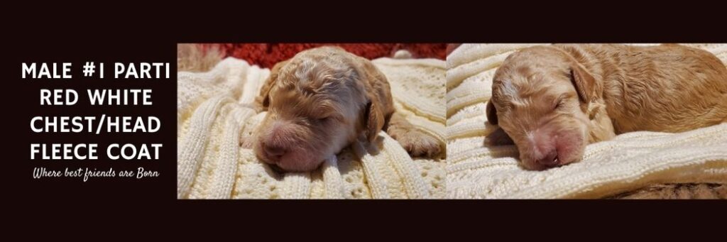   MALE 1 PARTI RED WHITE CHESTHEAD FLEECE COAT