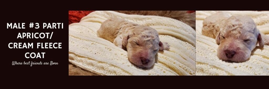   MALE 3 PARTI APRICOTCREAM FLEECE COAT1