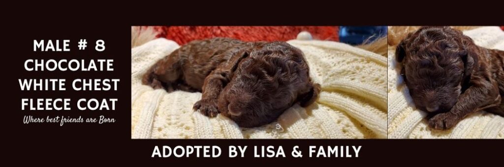   MALE 8 CHOCOLATE WHITE CHEST FLEECE COAT1