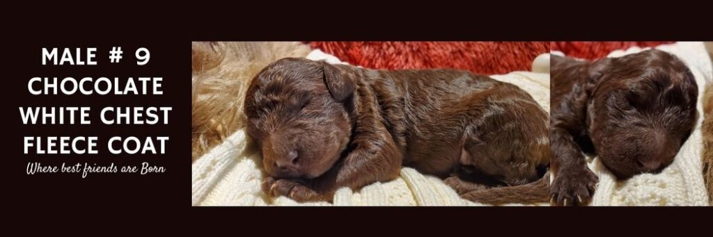   MALE 9 CHOCOLATE WHITE CHEST FLEECE COAT