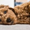Choosing the Right Puppy for your Family  What is the process of choosing the right puppy