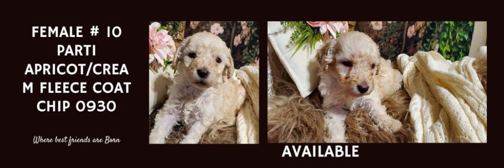   FEMALE 10 PARTI APRICOTCREAM FLEECE COAT CHIP 0930
