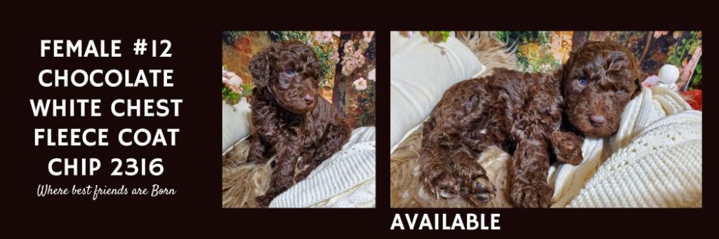   FEMALE 12 CHOCOLATE WHITE CHEST FLEECE COAT 2