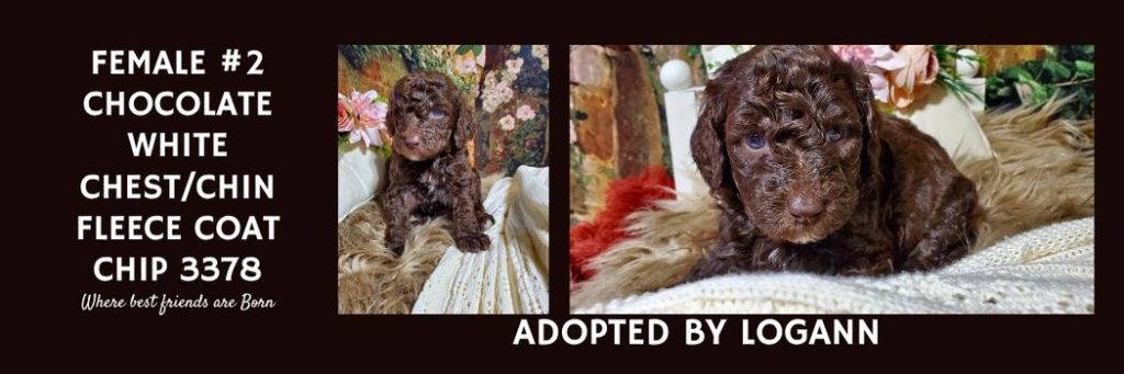  FEMALE 2 CHOCOLATE WHITE CHESTCHIN FLEECE COAT CHIP 3378