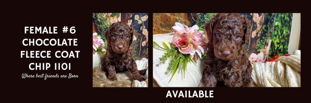   FEMALE 6 CHOCOLATE FLEECE COAT CHIP 1101
