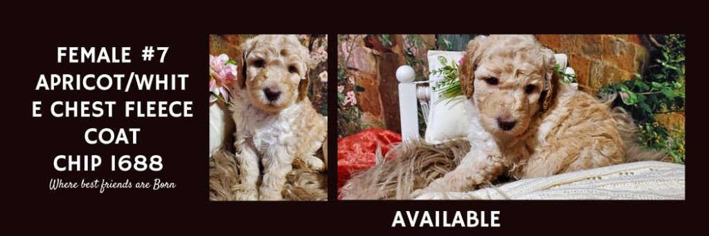   FEMALE 7 APRICOT WHITE CHEST FLEECE COAT CHIP 1688