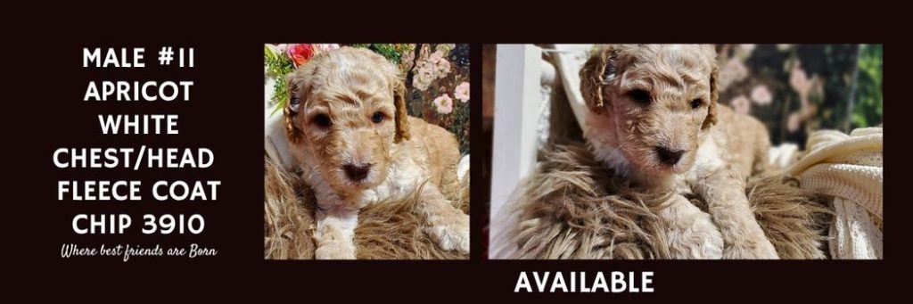   MALE 11 APRICOT FLEECE COAT CHIP 3910