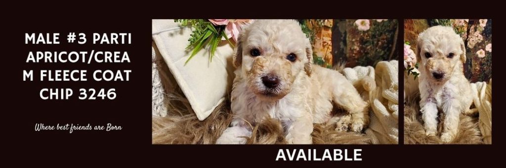   MALE 3 PARTI APRICOTCREAM FLEECE COAT CHIP 3246