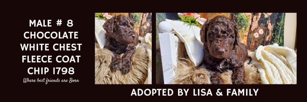   MALE 8 CHOCOLATE WHITE CHEST FLEECE COAT CHIP 1798