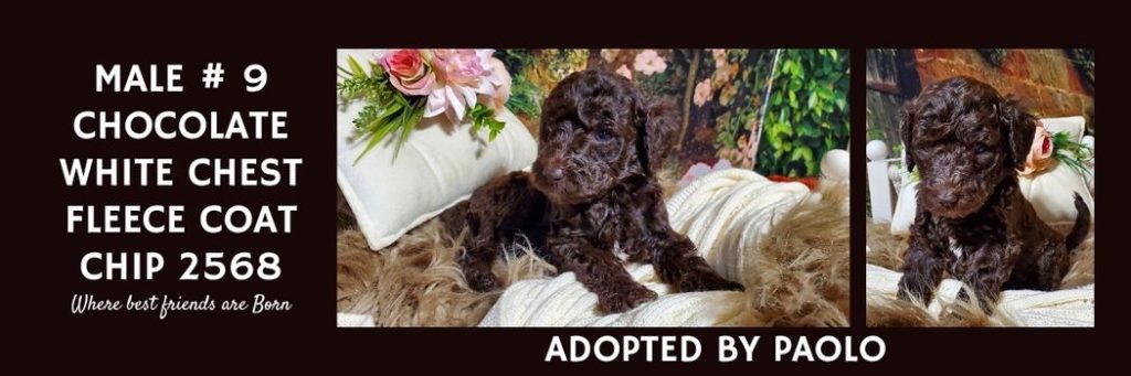   MALE 9 CHOCOLATE WHITE CHEST FLEECE COAT CHIP 25683