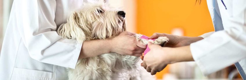 Basic First Aid for Dogs
