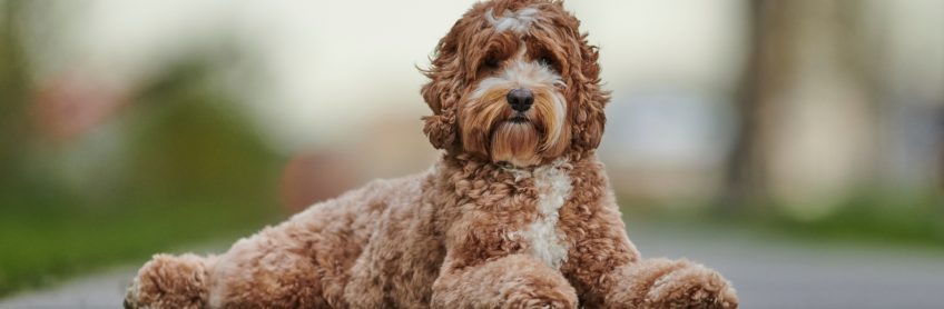 Best Grooming Tools for Labradoodles in 2025