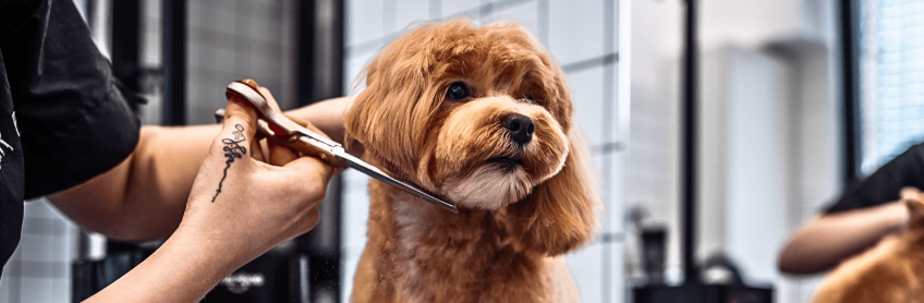 Labradoodle Grooming Tips