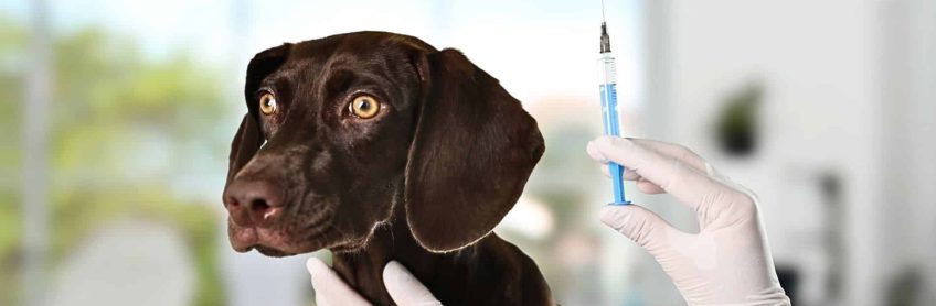A dog being vaccinated by a syringe for the Bordetella Vaccine.