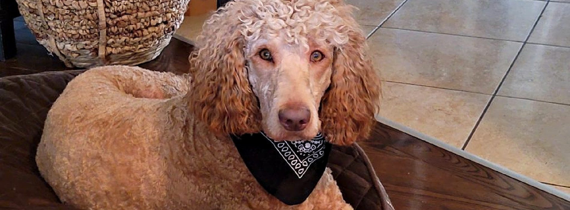 Our Beautiful Labradoodle Gracie